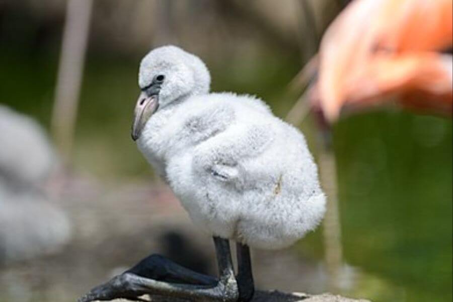 baby flamingo