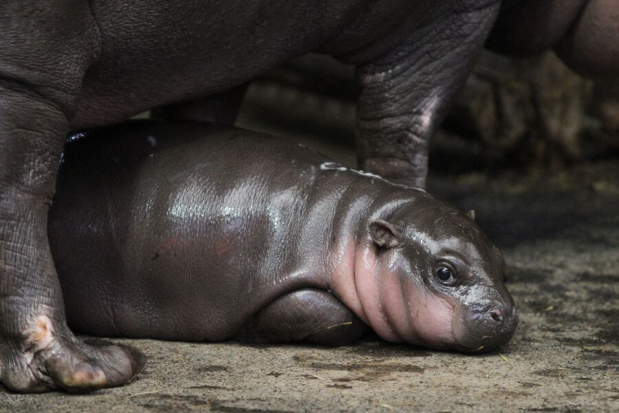 baby hippo