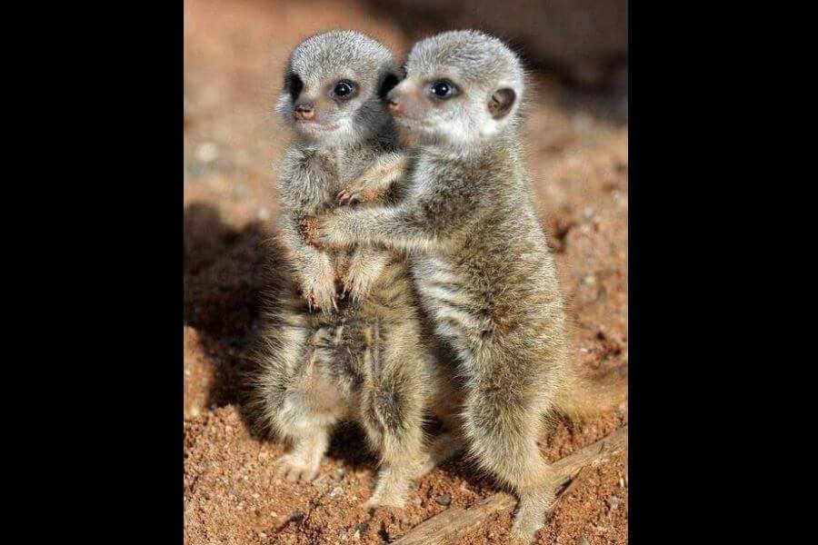 baby meerkats