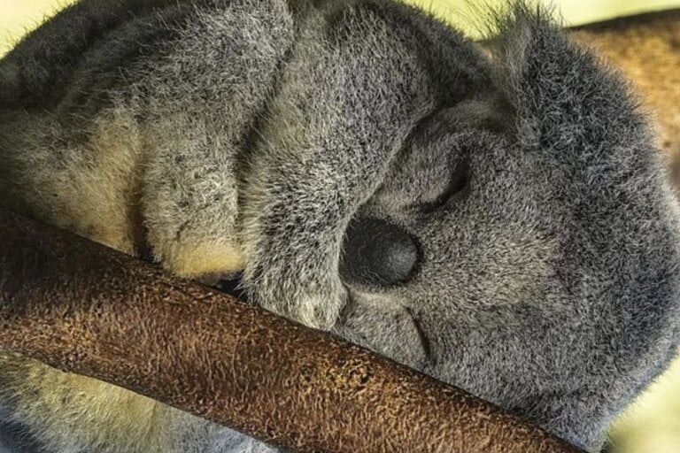 baby koala