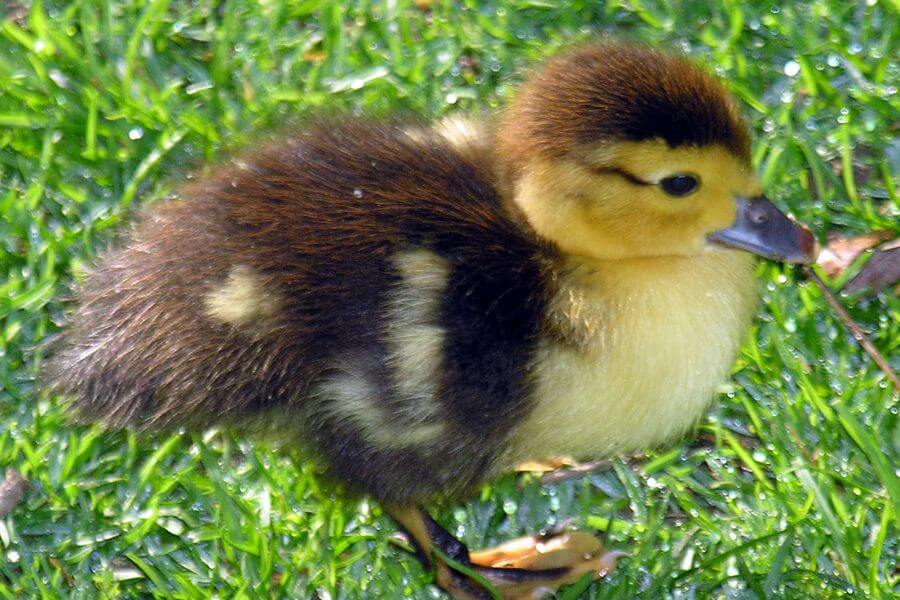 baby duck