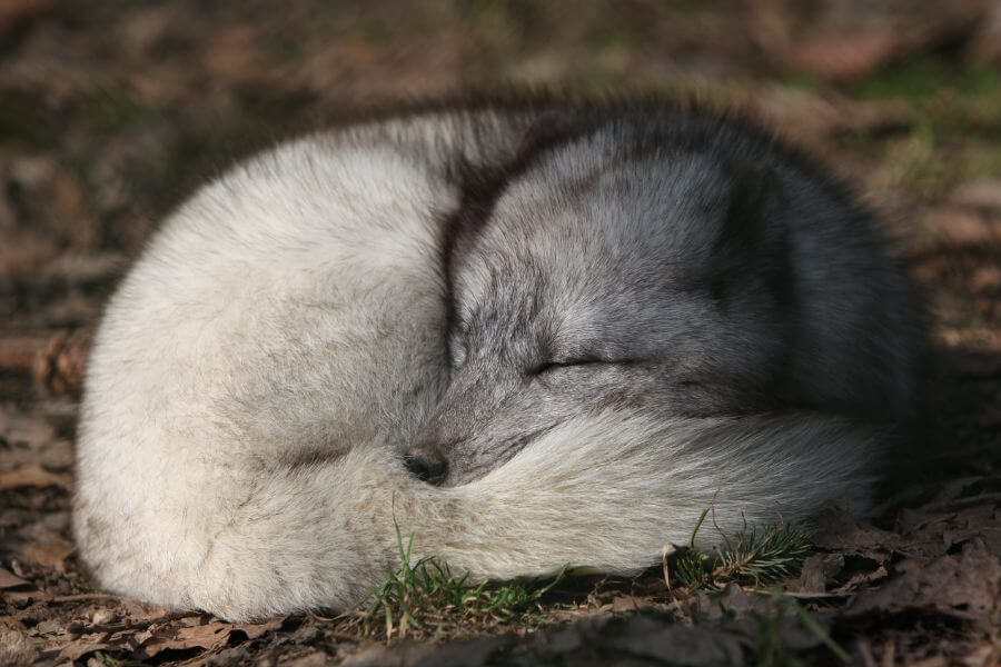 baby wolf sleeping