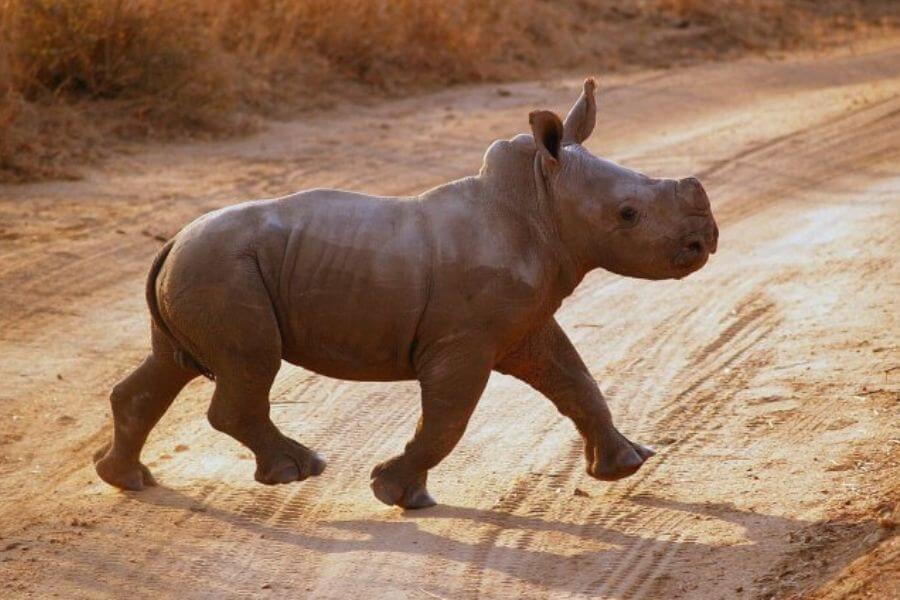 baby rhino