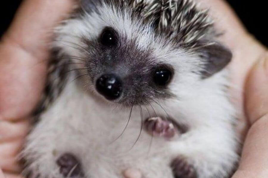 Baby Hedgehog