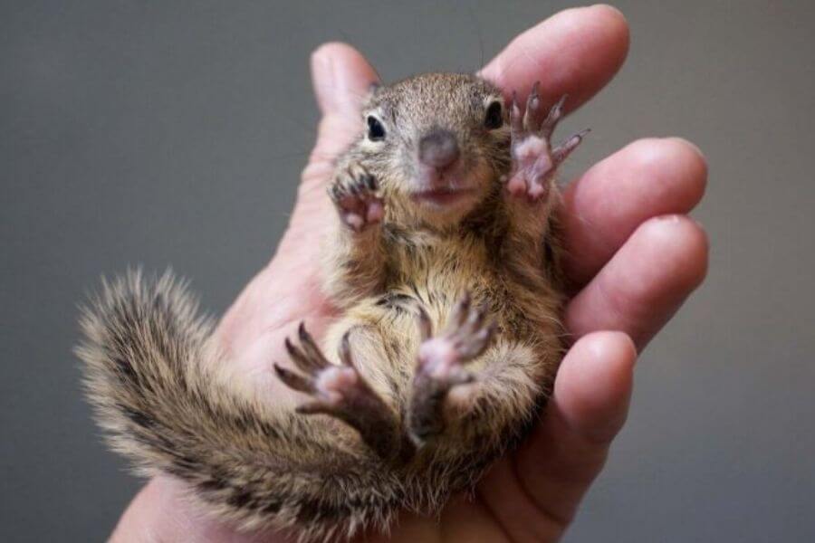 baby squirrel