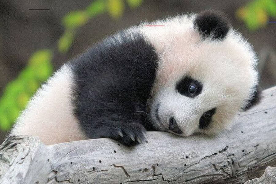 baby panda