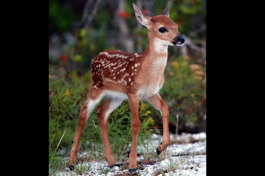 baby deer