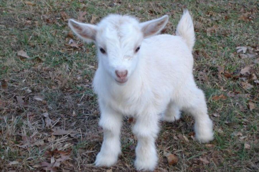 baby goat