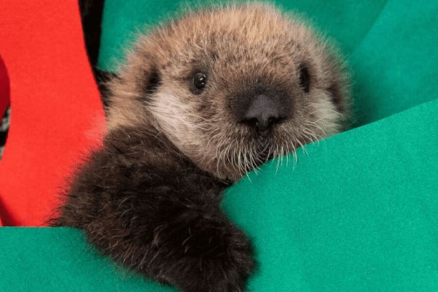 baby otter