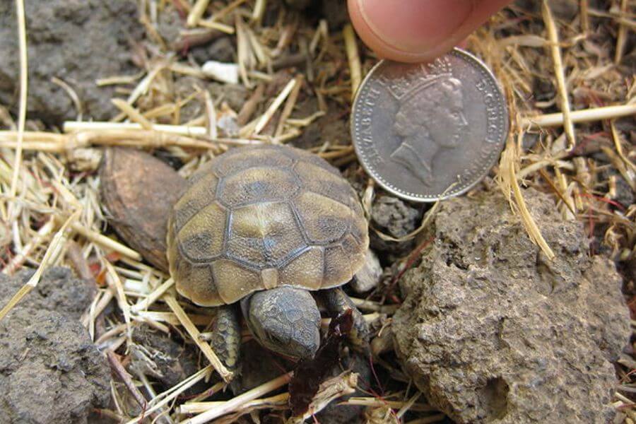 baby tortoise