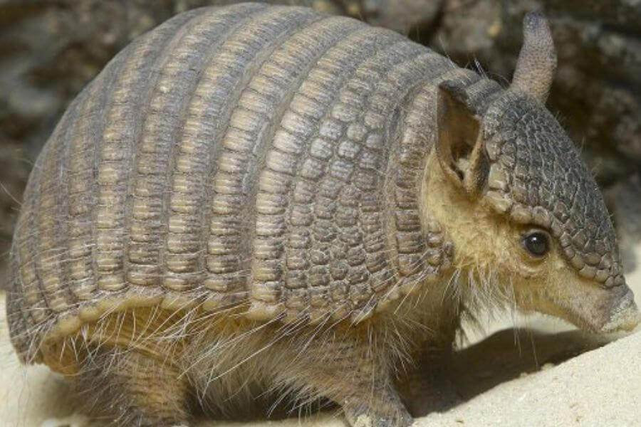 baby armadillo