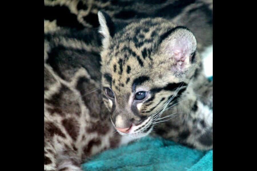 baby cheetah