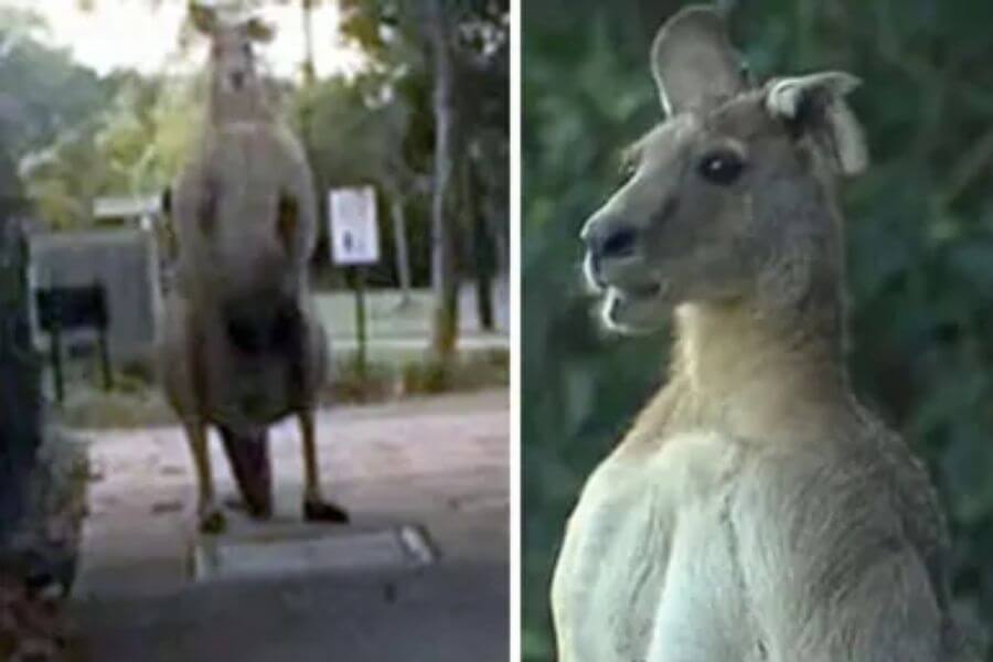 gigantic kangaroo