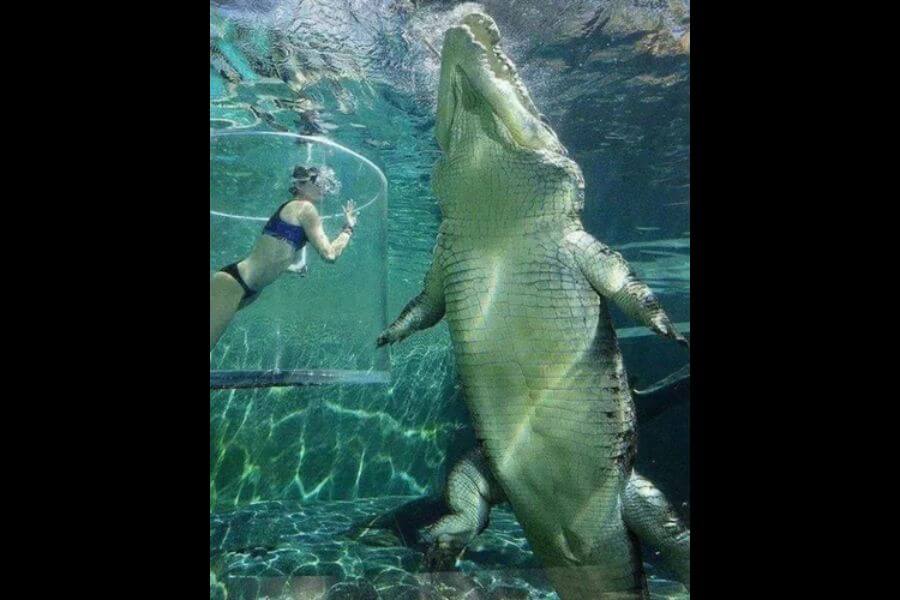 Giant crocodile