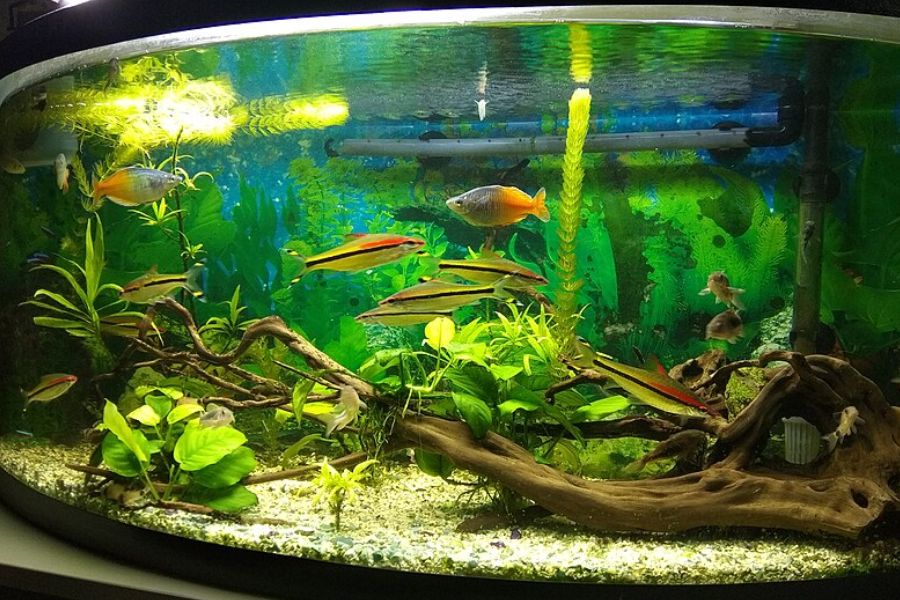 home aquarium