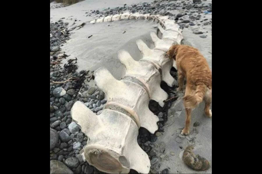 dog next to whale bones