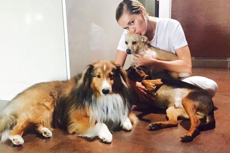 Miley Cyrus holding dogs