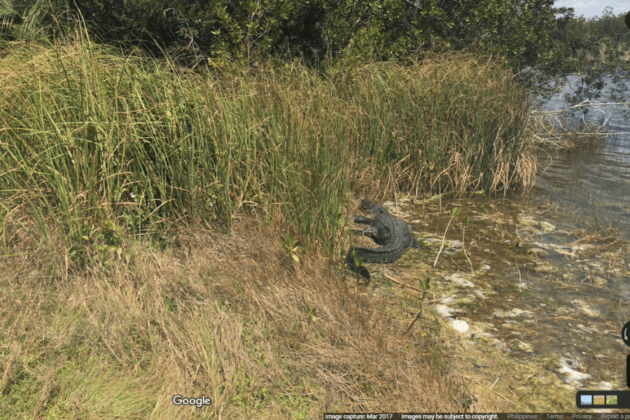 Alligator chilling near the swamp