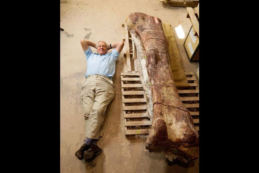 man laying next to giant dinosaur bone