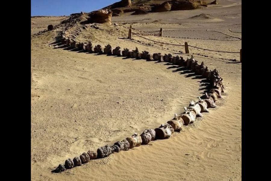 whale skeleton in dessert