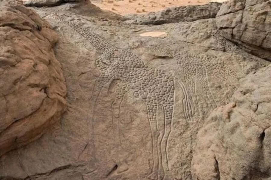 Sahara’s Ancient Giraffes