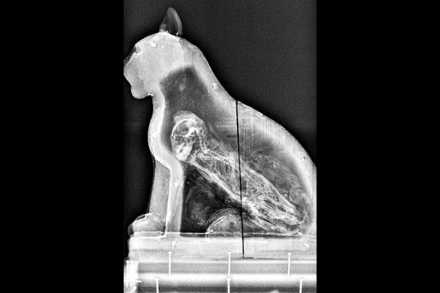 cat x ray