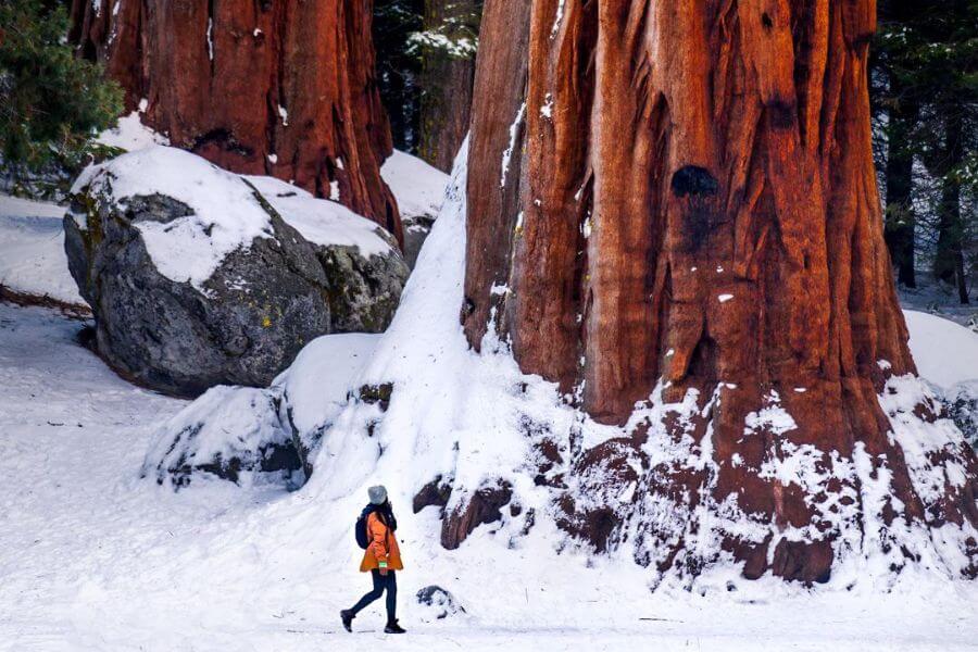 woman walking next to giagantic wood tree