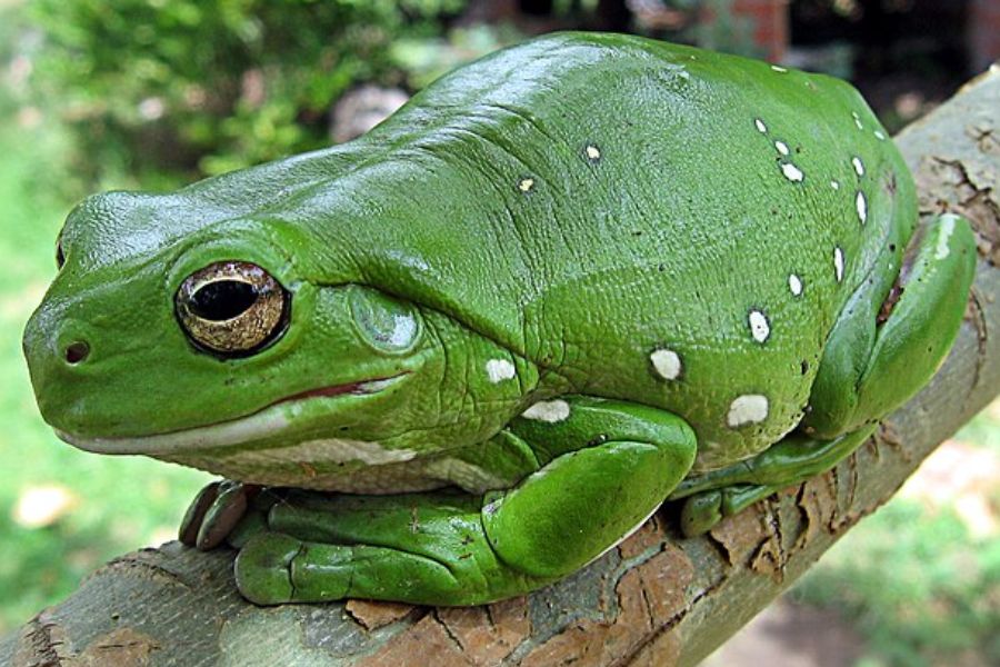 Green frog