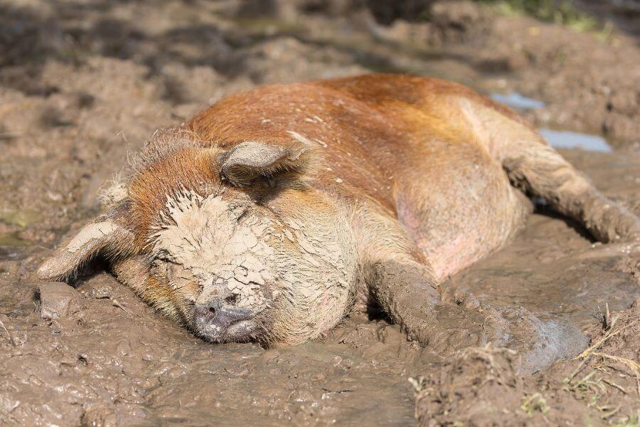 pig in mud