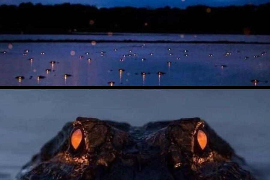 crocodile eyes glowing in the dark