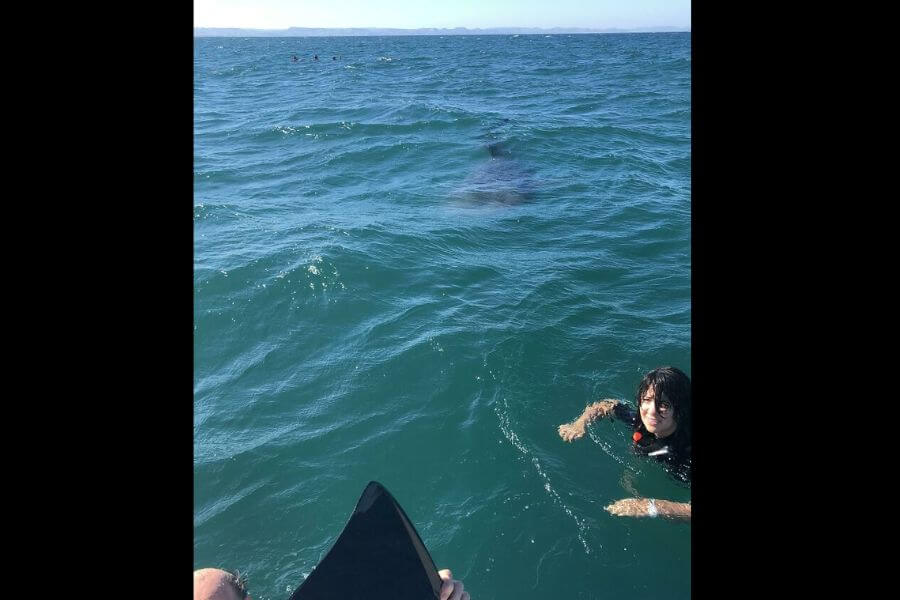 father and son swimming in the ocean