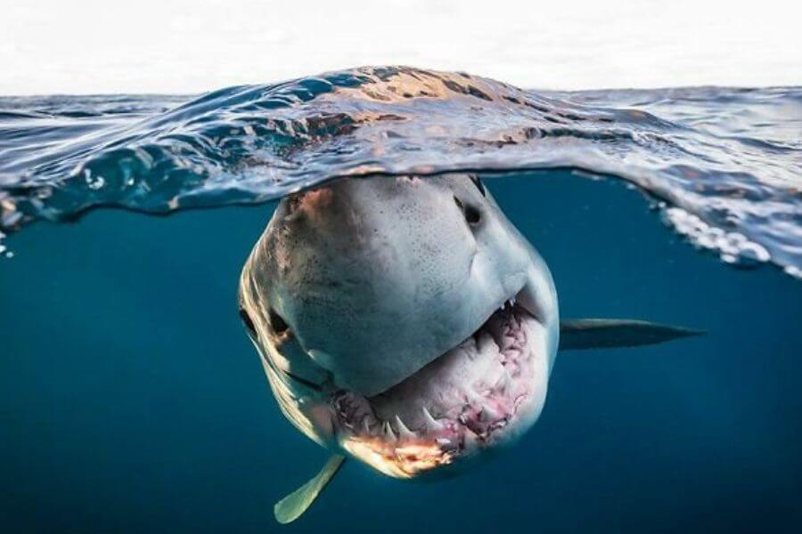 Shark under water