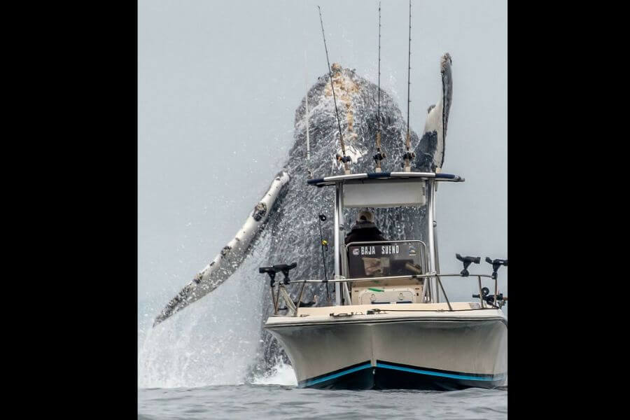 giant whale in front of a boat