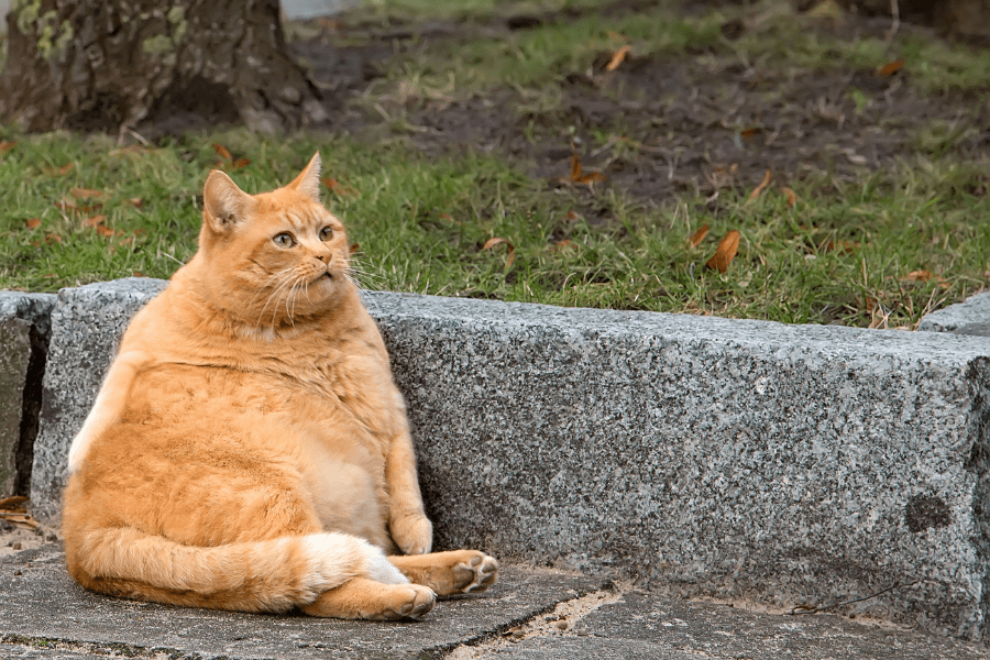 A chubby orange tabby cat sits on a sidewalk leaning against a concrete curb, with its paws resting on its belly. The cat looks off to the side with a calm and slightly curious expression, surrounded by grass and trees in the background.