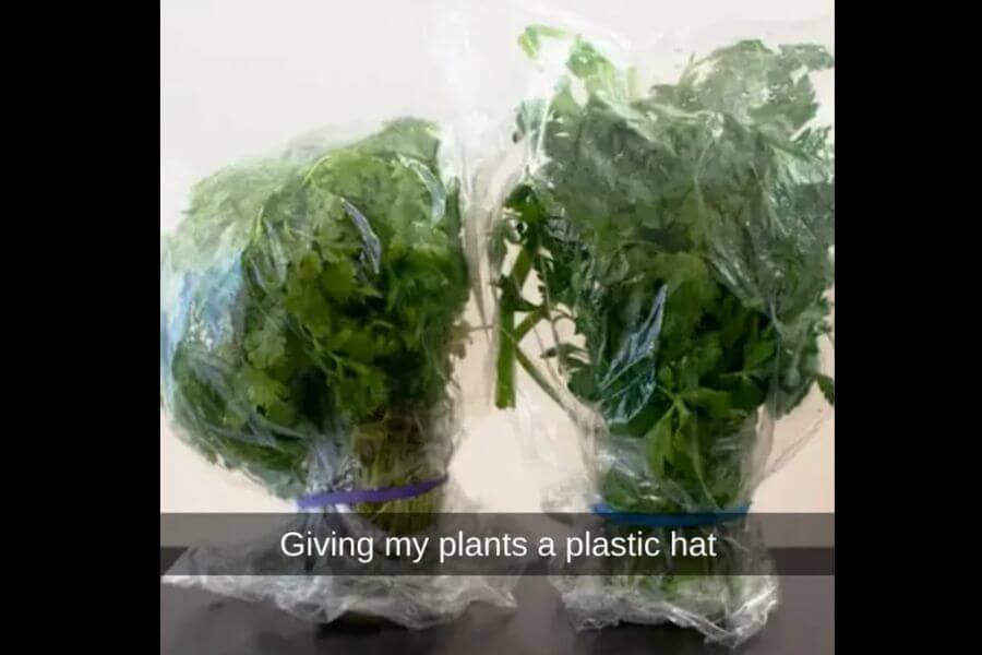 herbs inside plastic bag