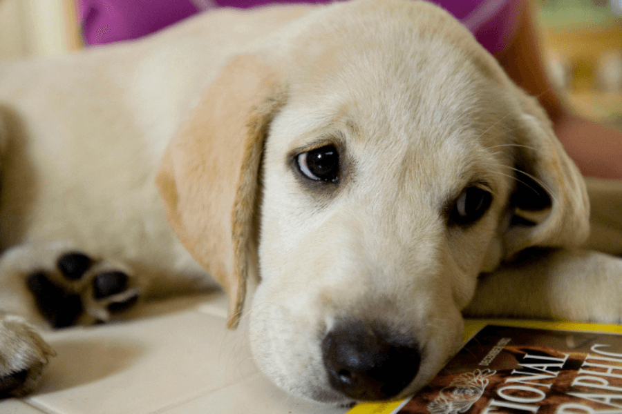 This image features an adorable light-colored Labrador puppy resting its head on a National Geographic magazine, with a soft and slightly wistful expression. Its floppy ears and soulful eyes evoke a sense of innocence and tenderness. The blurred background suggests an indoor setting, adding to the cozy, heartwarming feel of the scene.