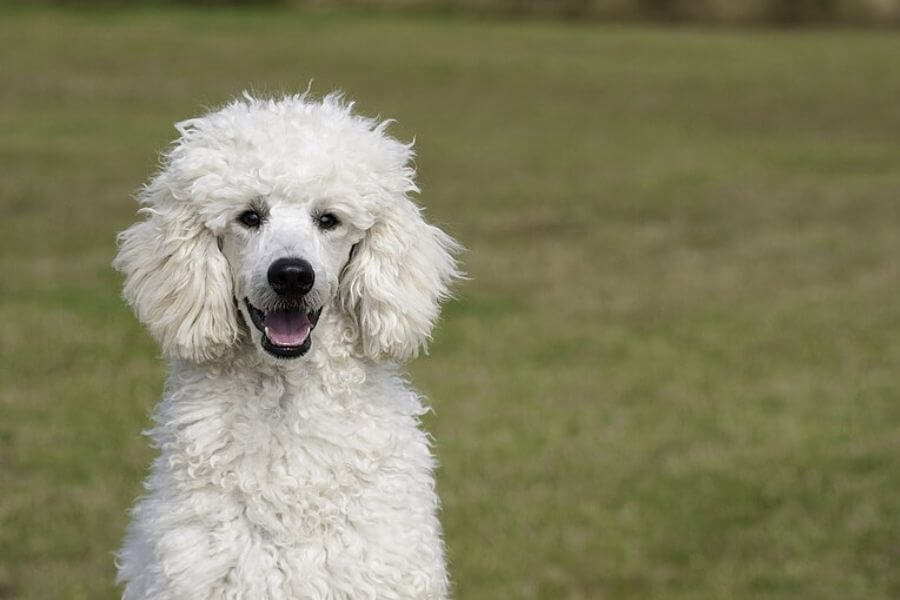 White poodle dog