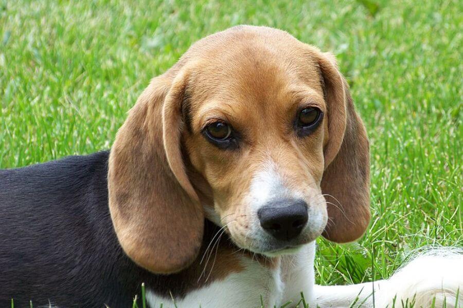 Cute beagle puppy dog