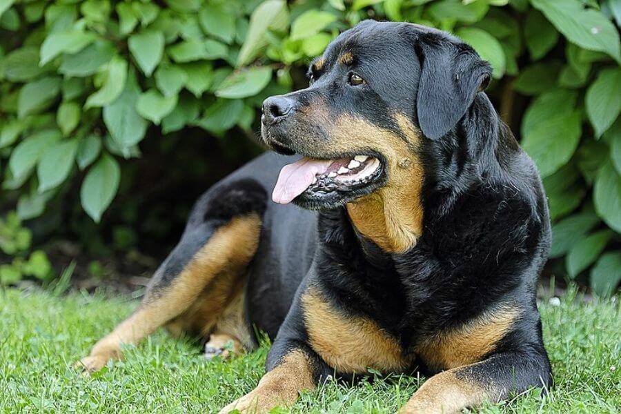 Rottweiler