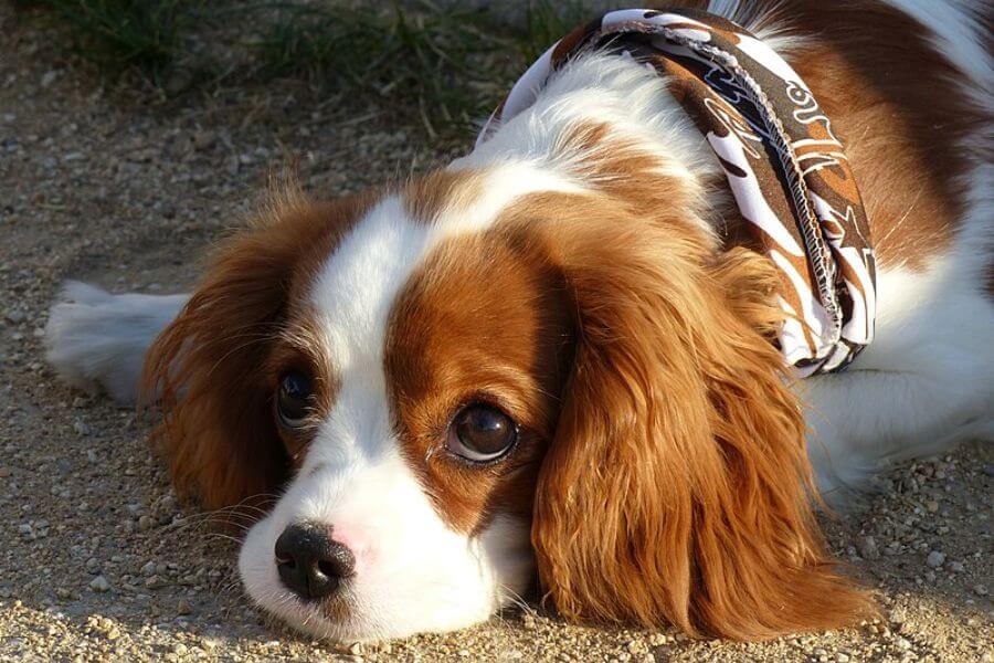 King Charles Spaniel