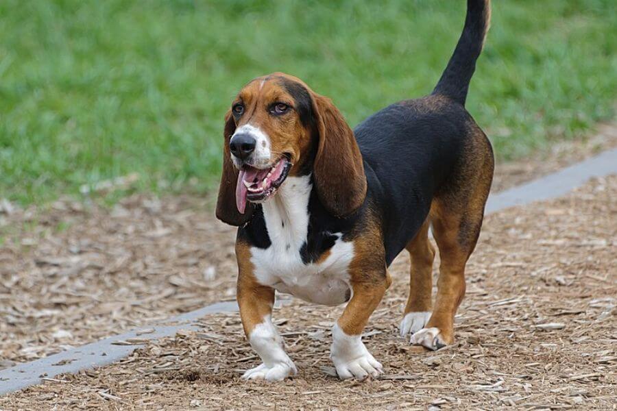 Basset Hound Dog