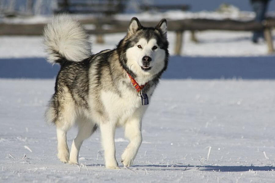 Alaskan Malamute dog