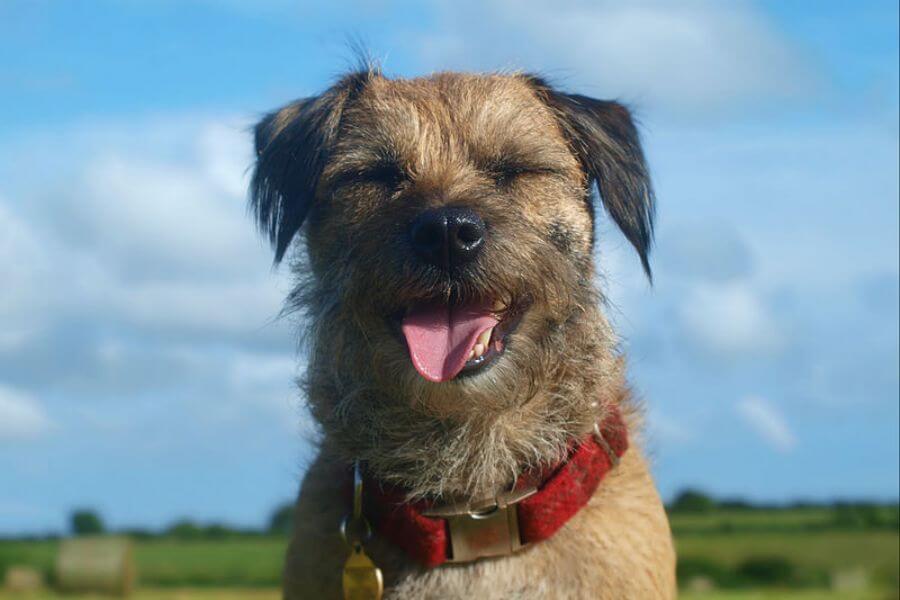 Border terrier dog