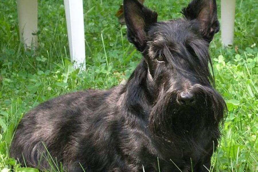 Scottish Terrier dog