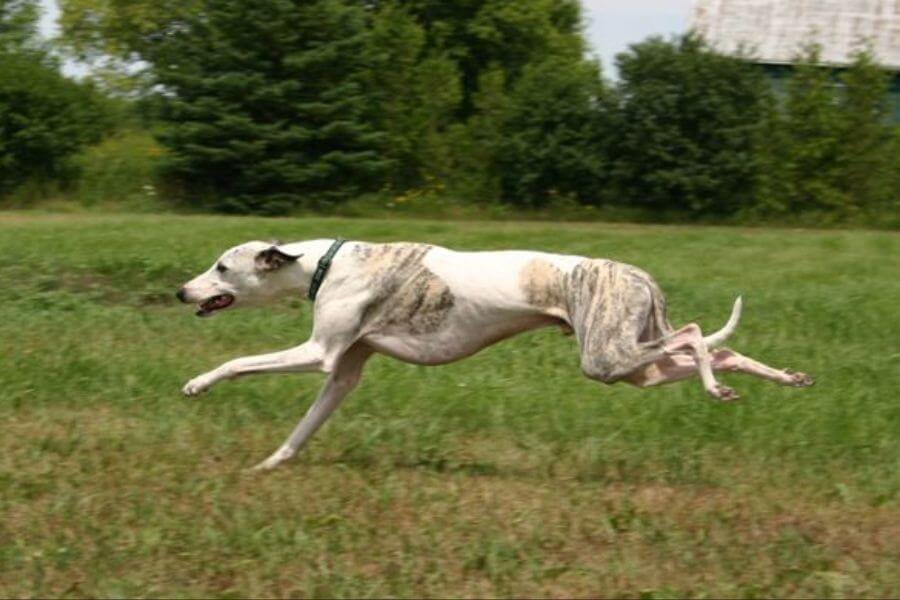 Whippet dog