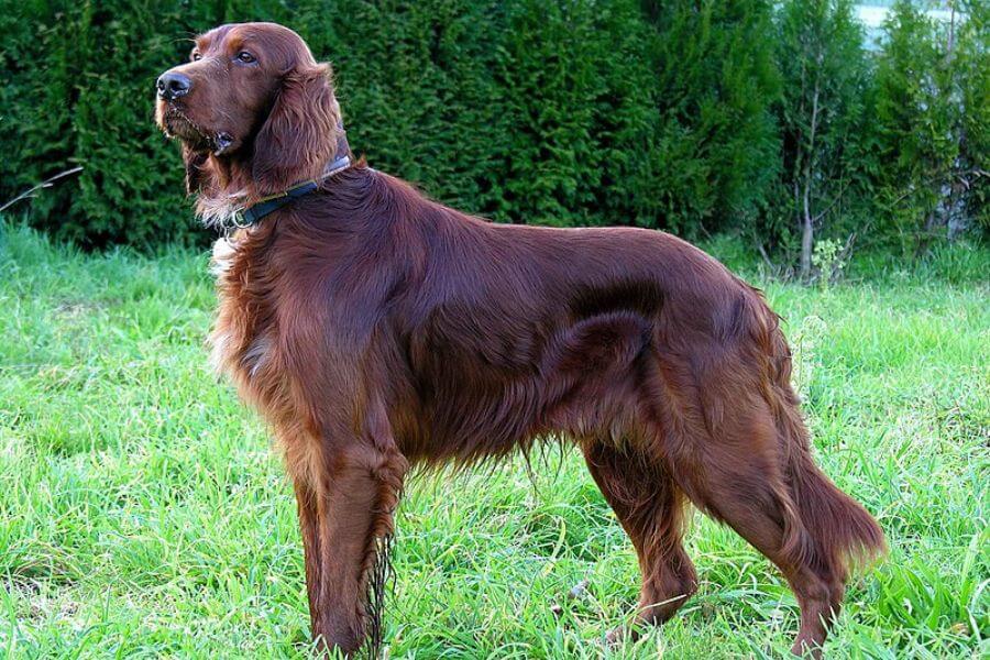 Can Setter dog