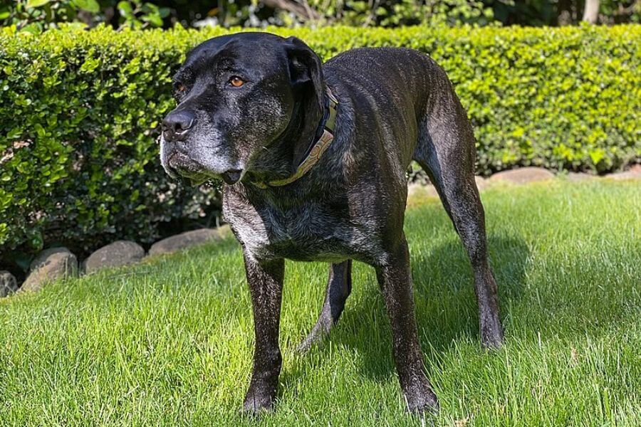 Cane Corso dog