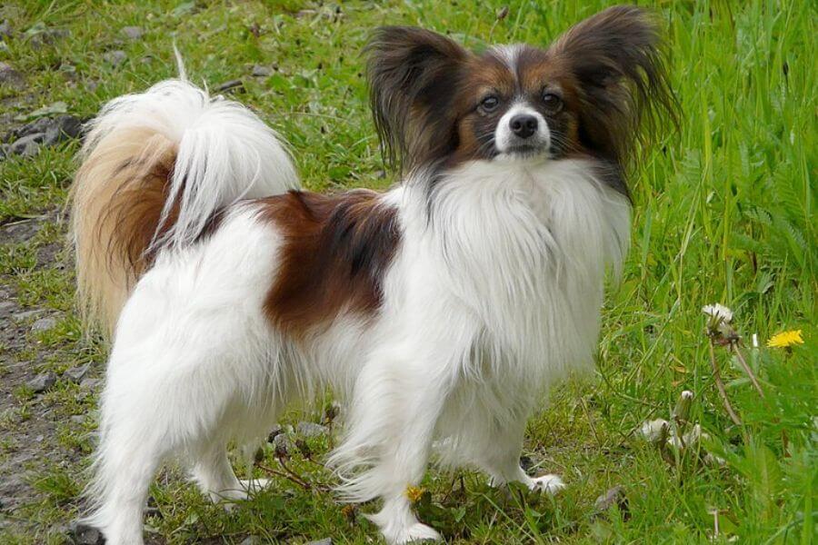 Toy Spaniel Papillon dog