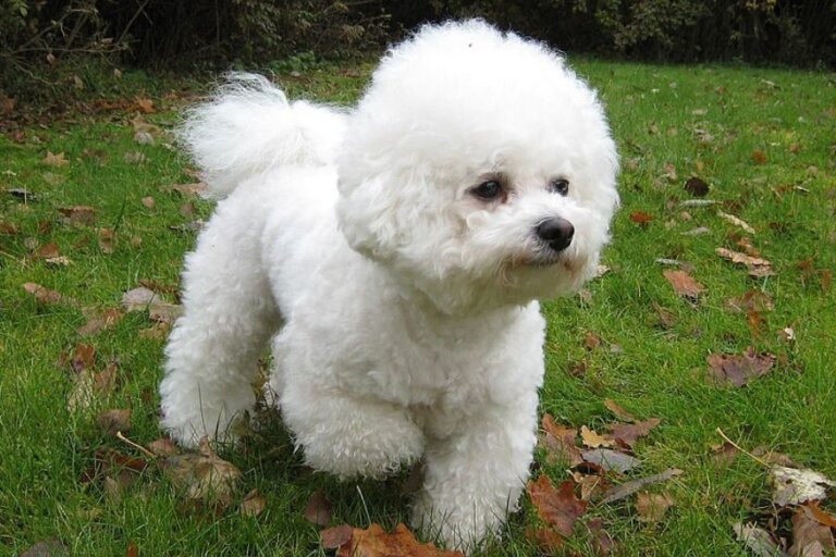 Bichon Frise Dog