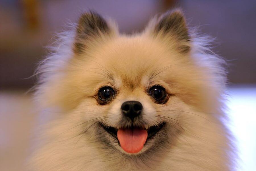 Smiling Tan Pomeranian